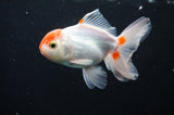 Baby Thai Oranda  Red White 3.5 Inch (ID#408TPTA-88) Free2Day SHIPPING