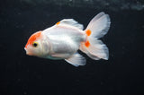 Baby Thai Oranda  Red White 3.5 Inch (ID#408TPTA-88) Free2Day SHIPPING