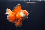 Thai Oranda  Red White 5.5 Inch (ID#228To7b-118)