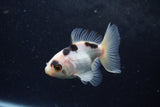 Baby Thai Oranda  Panda 3 Inch (ID#1217ToPTA-22) Free2Day SHIPPING