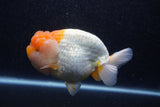 Jumbo Lionchu  Red White 5 Inch (ID#218R12a-111)