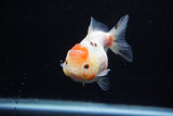 Yuan Bao Oranda  Calico 3.5 Inch (ID#1203To10b-77) Free2Day SHIPPING