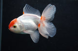 Baby Thai Oranda  Red White 3.5 Inch (ID#408TPTA-88) Free2Day SHIPPING