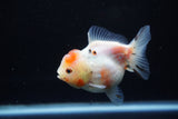 Yuan Bao Oranda  Calico 3.5 Inch (ID#1203To10b-77) Free2Day SHIPPING