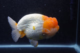 Jumbo Lionchu  Red White 5 Inch (ID#218R12a-111)