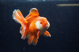 Thai Oranda  Red White 5.5 Inch (ID#228To7b-118)