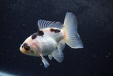 Baby Thai Oranda  Panda 3 Inch (ID#1217ToPTA-22) Free2Day SHIPPING