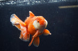 Thai Oranda  Red White 5.5 Inch (ID#228To7b-118)