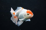 Baby Thai Oranda  Red White 3.5 Inch (ID#408TPTA-88) Free2Day SHIPPING