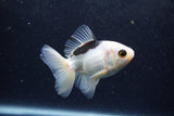 Baby Thai Oranda  Panda 3 Inch (ID#1217ToPTA-22) Free2Day SHIPPING