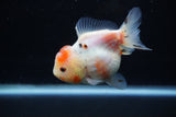 Yuan Bao Oranda  Calico 3.5 Inch (ID#1203To10b-77) Free2Day SHIPPING