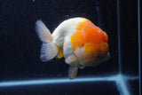 Jumbo Lionchu  Red White 5 Inch (ID#218R12a-111)
