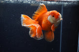 Thai Oranda  Red White 5.5 Inch (ID#228To7b-118)