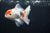 Baby Thai Oranda  Red White 3.5 Inch (ID#408TPTA-88) Free2Day SHIPPING