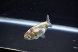 Baby Ranchu  Calico 2.5 Inch (ID#1108R9c-38) Free2Day SHIPPING