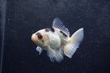 Baby Thai Oranda  Panda 3 Inch (ID#1217ToPTA-22) Free2Day SHIPPING