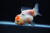 Yuan Bao Oranda  Calico 3.5 Inch (ID#1203To10b-77) Free2Day SHIPPING