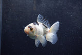 Baby Thai Oranda  Panda 3 Inch (ID#1217ToPTA-22) Free2Day SHIPPING