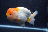 Jumbo Lionchu  Red White 5 Inch (ID#218R12a-111)