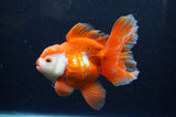 Thai Oranda  Red White 5.5 Inch (ID#228To7b-118)
