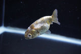 Baby Ranchu  Calico 2.5 Inch (ID#1108R9c-38) Free2Day SHIPPING