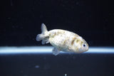 Baby Ranchu  Calico 2.5 Inch (ID#1108R9c-38) Free2Day SHIPPING