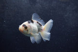 Baby Thai Oranda  Panda 3 Inch (ID#1217ToPTA-22) Free2Day SHIPPING