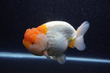 Jumbo Lionchu  Red White 5 Inch (ID#218R12a-111)