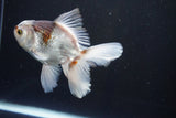 Thai Oranda  Tricolor 5 Inch (ID#1004R12c-122) Free2Day SHIPPING