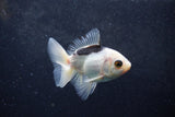 Baby Thai Oranda  Panda 3 Inch (ID#1217ToPTA-22) Free2Day SHIPPING