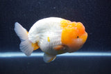 Jumbo Lionchu  Red White 5 Inch (ID#218R12a-111)