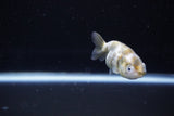 Baby Ranchu  Calico 2.5 Inch (ID#1108R9c-38) Free2Day SHIPPING