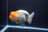 Jumbo Lionchu  Red White 5 Inch (ID#218R12a-111)