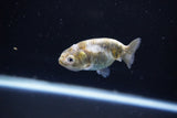 Baby Ranchu  Calico 2.5 Inch (ID#1108R9c-38) Free2Day SHIPPING