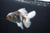 Thai Oranda  Tricolor 5 Inch (ID#1004R12c-122) Free2Day SHIPPING