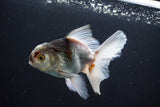 Thai Oranda  Tricolor 5 Inch (ID#1004R12c-122) Free2Day SHIPPING