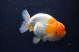 Jumbo Lionchu  Red White 5 Inch (ID#218R12a-111)