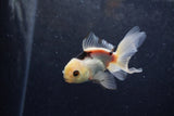 Baby Thai Oranda  Panda 3.5 Inch (ID#1217ToPTA-23) Free2Day SHIPPING