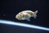 Baby Ranchu  Calico 2.5 Inch (ID#1108R9c-38) Free2Day SHIPPING