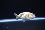 Baby Ranchu  Calico 2.5 Inch (ID#1108R9c-38) Free2Day SHIPPING