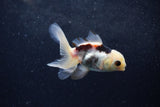 Baby Thai Oranda  Panda 3.5 Inch (ID#1217ToPTA-23) Free2Day SHIPPING