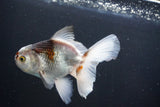 Thai Oranda  Tricolor 5 Inch (ID#1004R12c-122) Free2Day SHIPPING