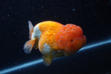 Jumbo Lionchu  Red White 4.5 Inch (ID#218R12a-112)