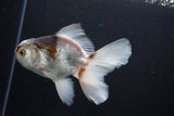 Thai Oranda  Tricolor 5 Inch (ID#1004R12c-122) Free2Day SHIPPING