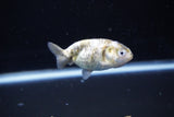 Baby Ranchu  Calico 2.5 Inch (ID#1108R9c-38) Free2Day SHIPPING