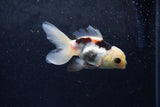 Baby Thai Oranda  Panda 3.5 Inch (ID#1217ToPTA-23) Free2Day SHIPPING