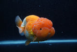Jumbo Lionchu  Red White 4.5 Inch (ID#218R12a-112)
