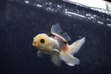 Baby Thai Oranda  Panda 3.5 Inch (ID#1217ToPTA-23) Free2Day SHIPPING