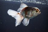 Thai Oranda  Tricolor 5 Inch (ID#1004R12c-122) Free2Day SHIPPING