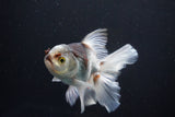 Thai Oranda  Tricolor 5 Inch (ID#1004R12c-122) Free2Day SHIPPING